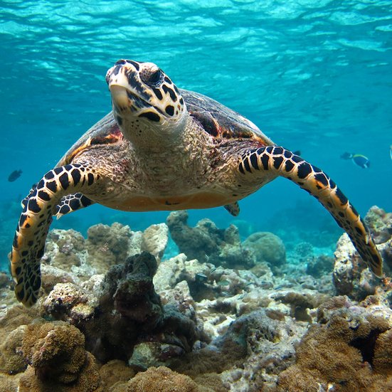 Wasserschildkröte schwimmt unter Wasser im türkisfarbenen Meerwasser. Unterhalb der Schildkröte sind Korallen abgebildet