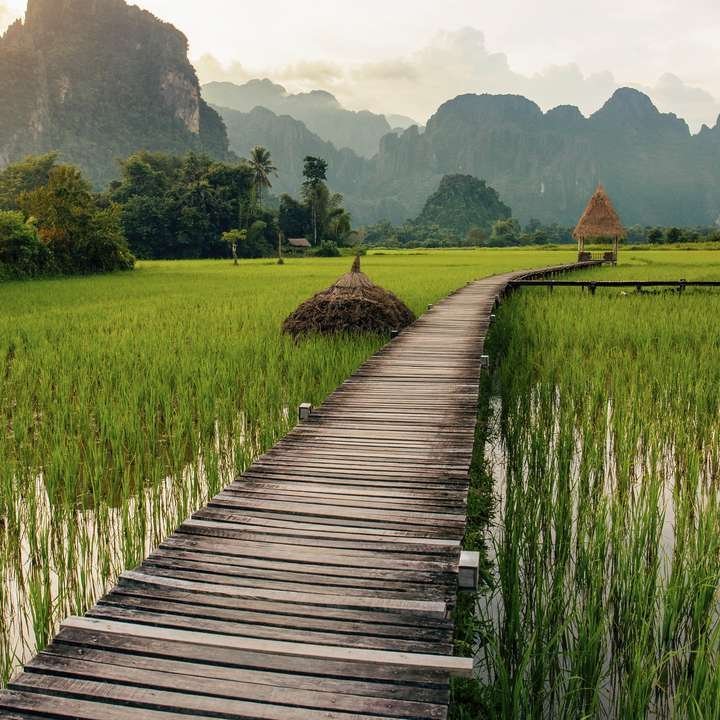Ein Holzsteg führt durch eine Reisfeldlandschaft in Laos.
