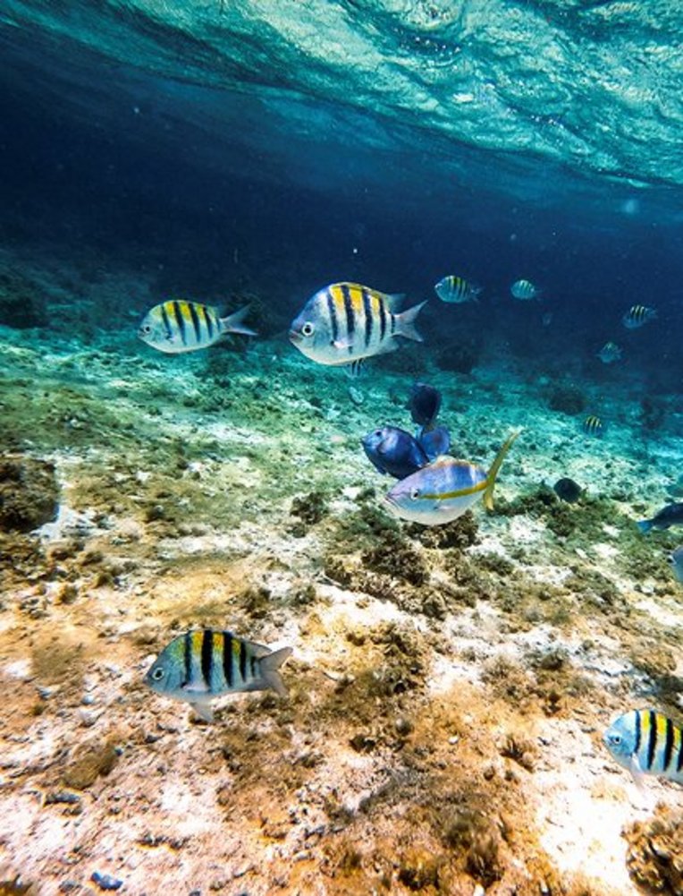 Eine Gruppe von Fischen schwimmt im klaren Wasser der Dominikanischen Republik.