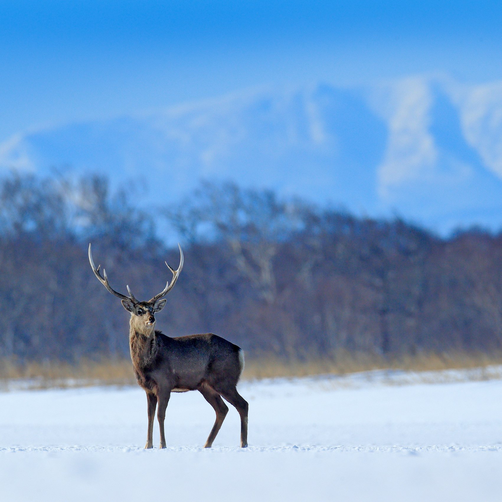 Sikahirsch im Schnee mit Bergen im Hintergrund, Hokkaido