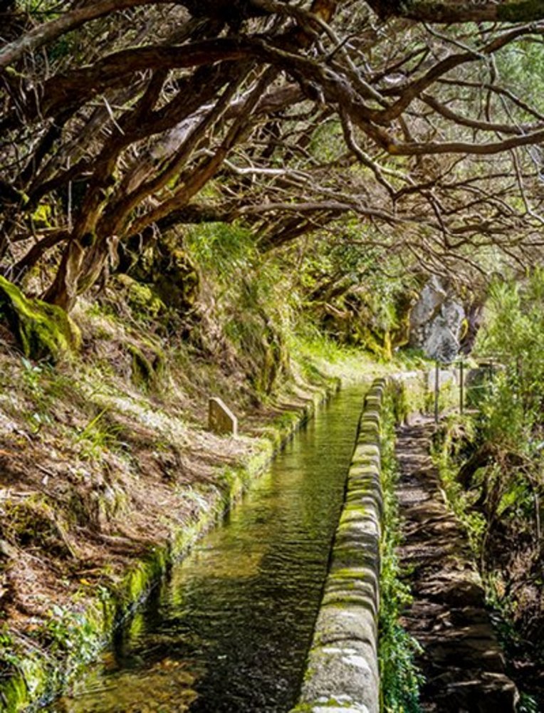 Ein schmaler Bach fließt durch einen dichten Wald, umgeben von hohen Bäumen und grünem Unterholz.