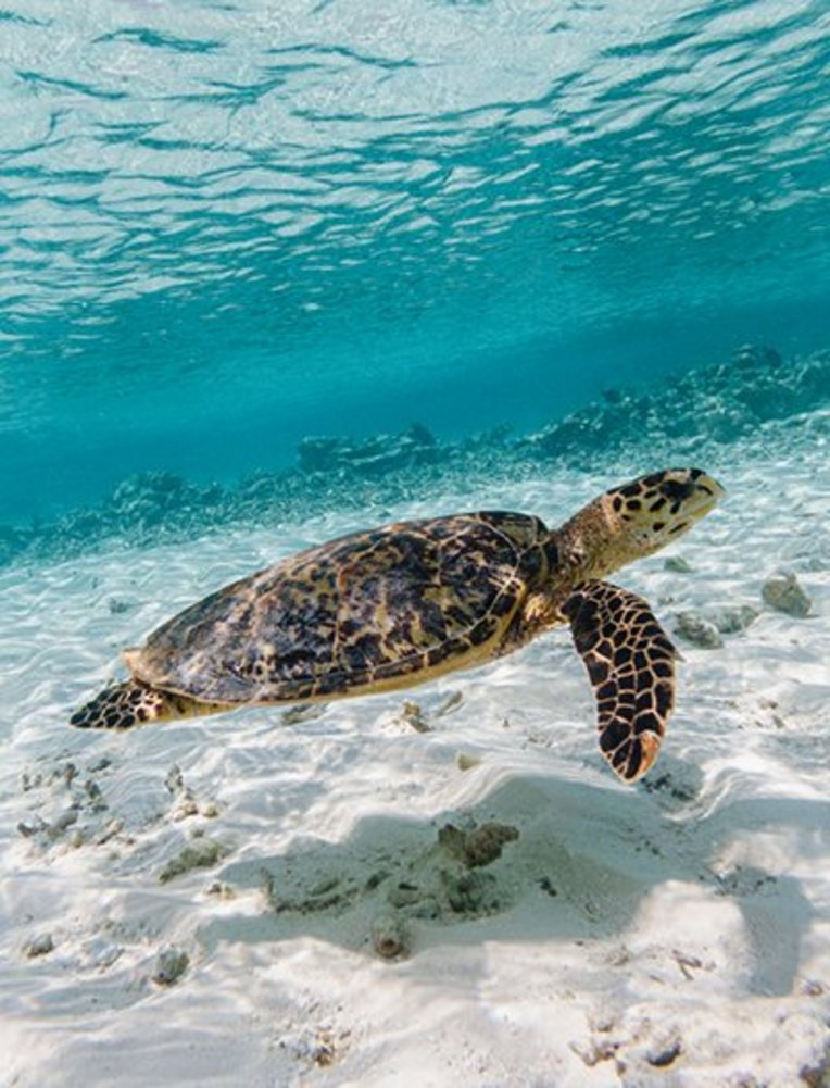 Vue sous marine : tortue dans la mer transparente aux Maldives.