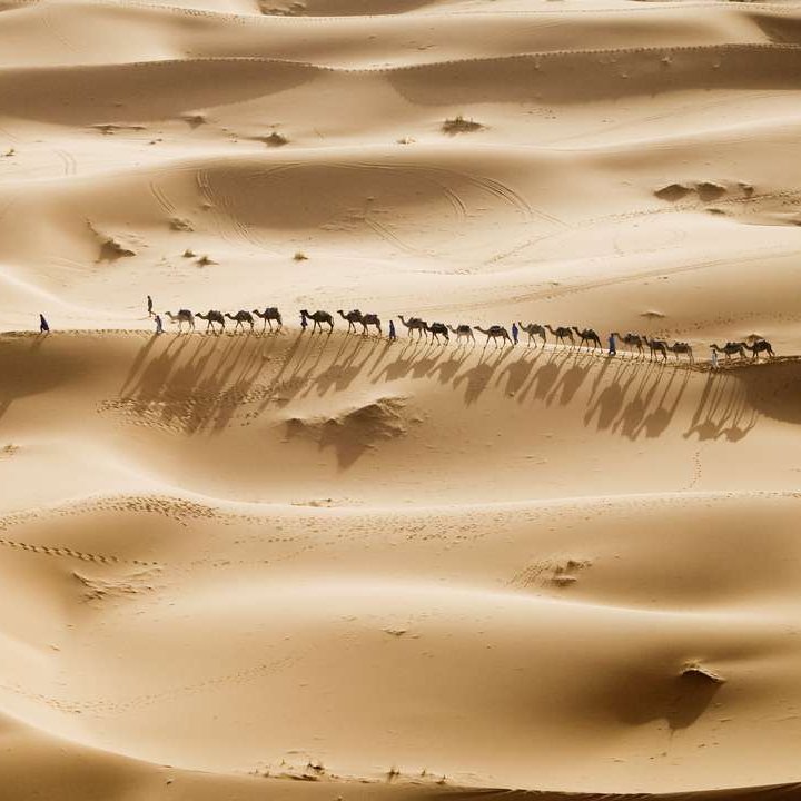 Eine Gruppe von Kamelen wandert durch die Wüste in Marokko.