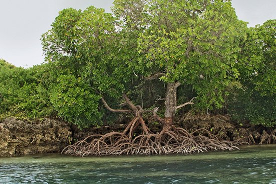 grosser Mangrovenbaum mit vielen Wurzeln in der Koggala-Lagune