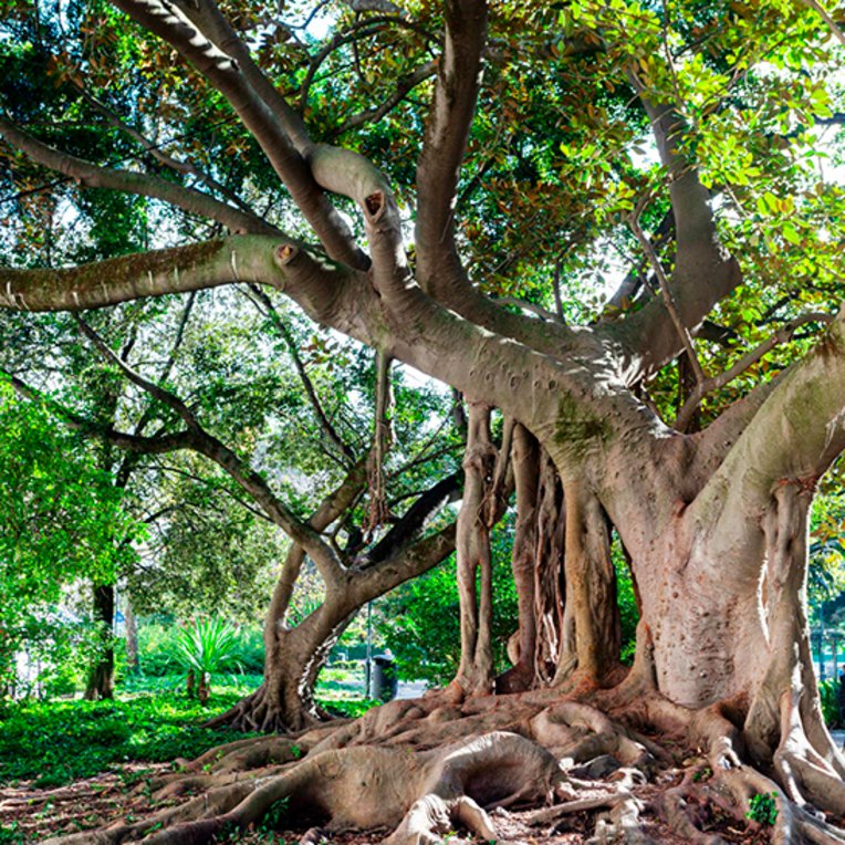 Ein grosser Baum mit vielen Wurzeln und einer Bank darunter, ideal zum Entspannen in Lissabon.