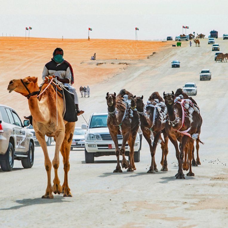 Ein Mann reitet auf einem Kamel auf einer Strasse in Dubai, umgeben von weiteren Kamelen.