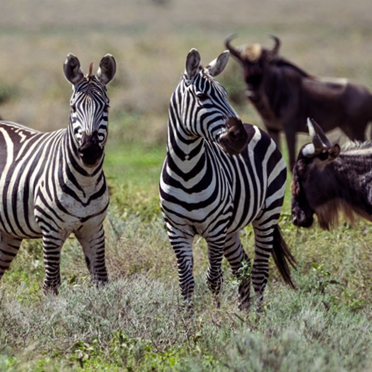 Eine Herde von Zebras steht in einem Feld in der Serengeti, Tansania, umgeben von grüner Landschaft.