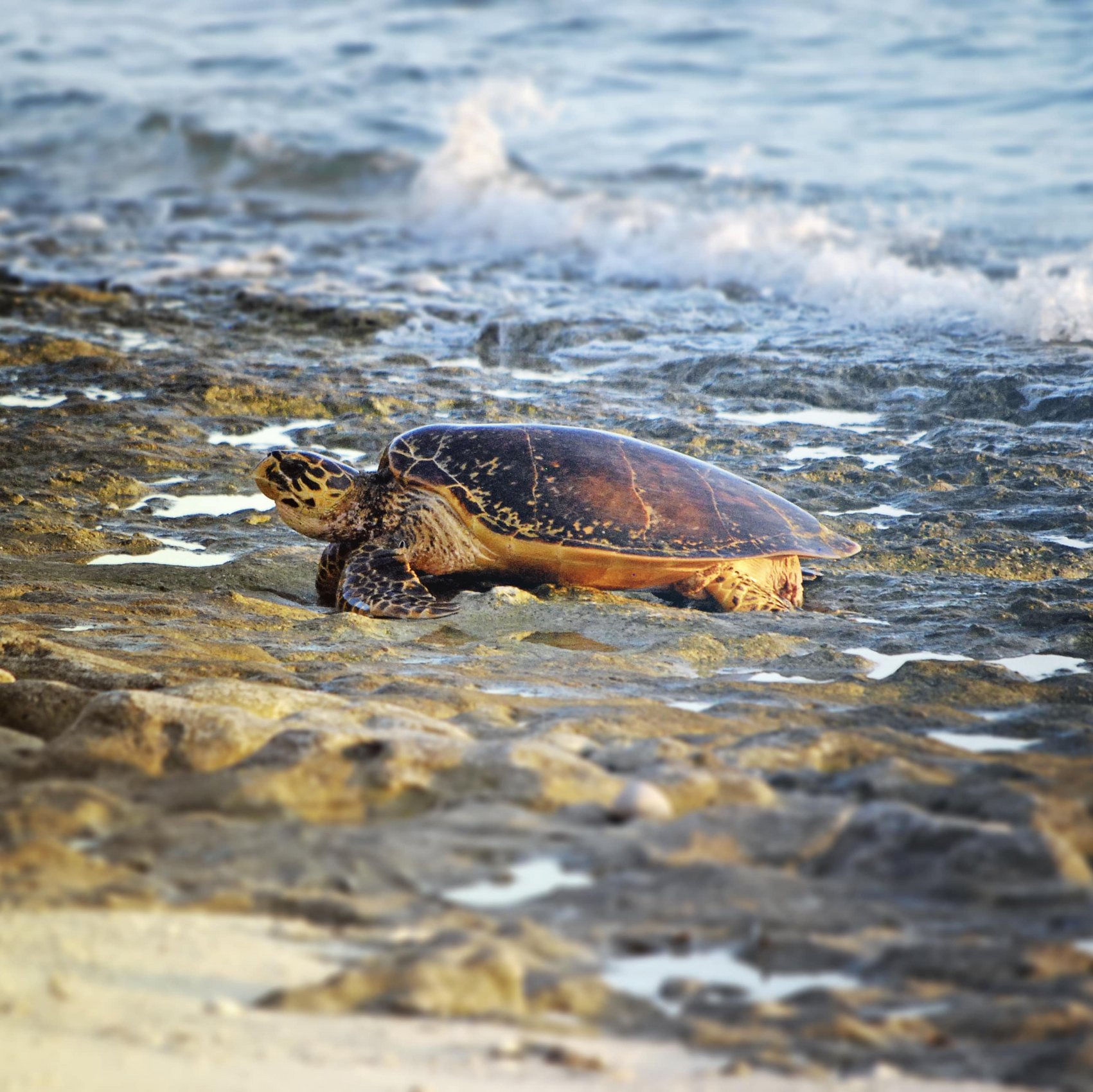 Une tortue marche sur la plage près de l'océan aux Seychelles, avec des vagues en arrière-plan et du sable doré.
