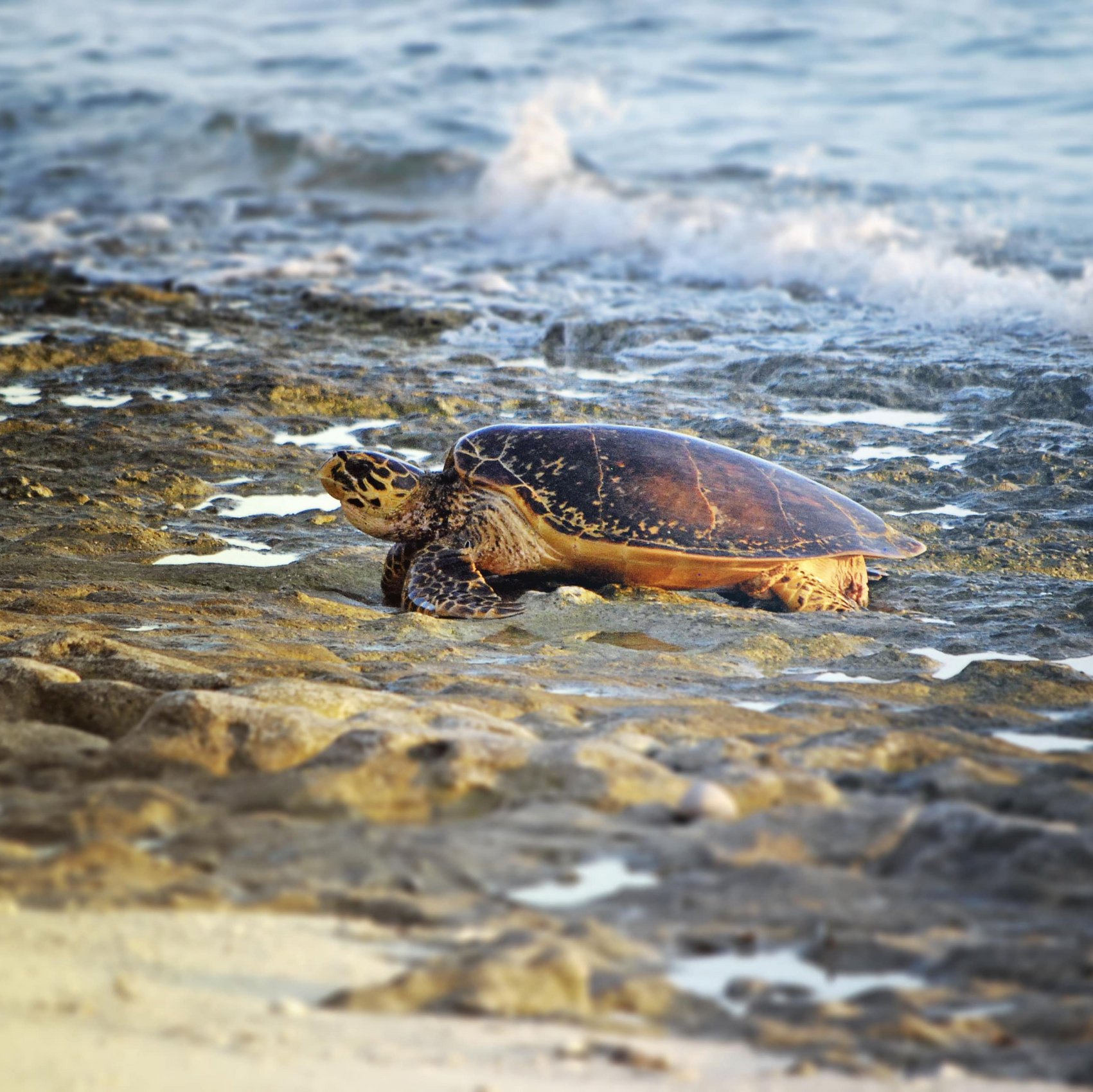 Eine Schildkröte spaziert am Strand der Seychellen, nahe dem glitzernden Ozean.