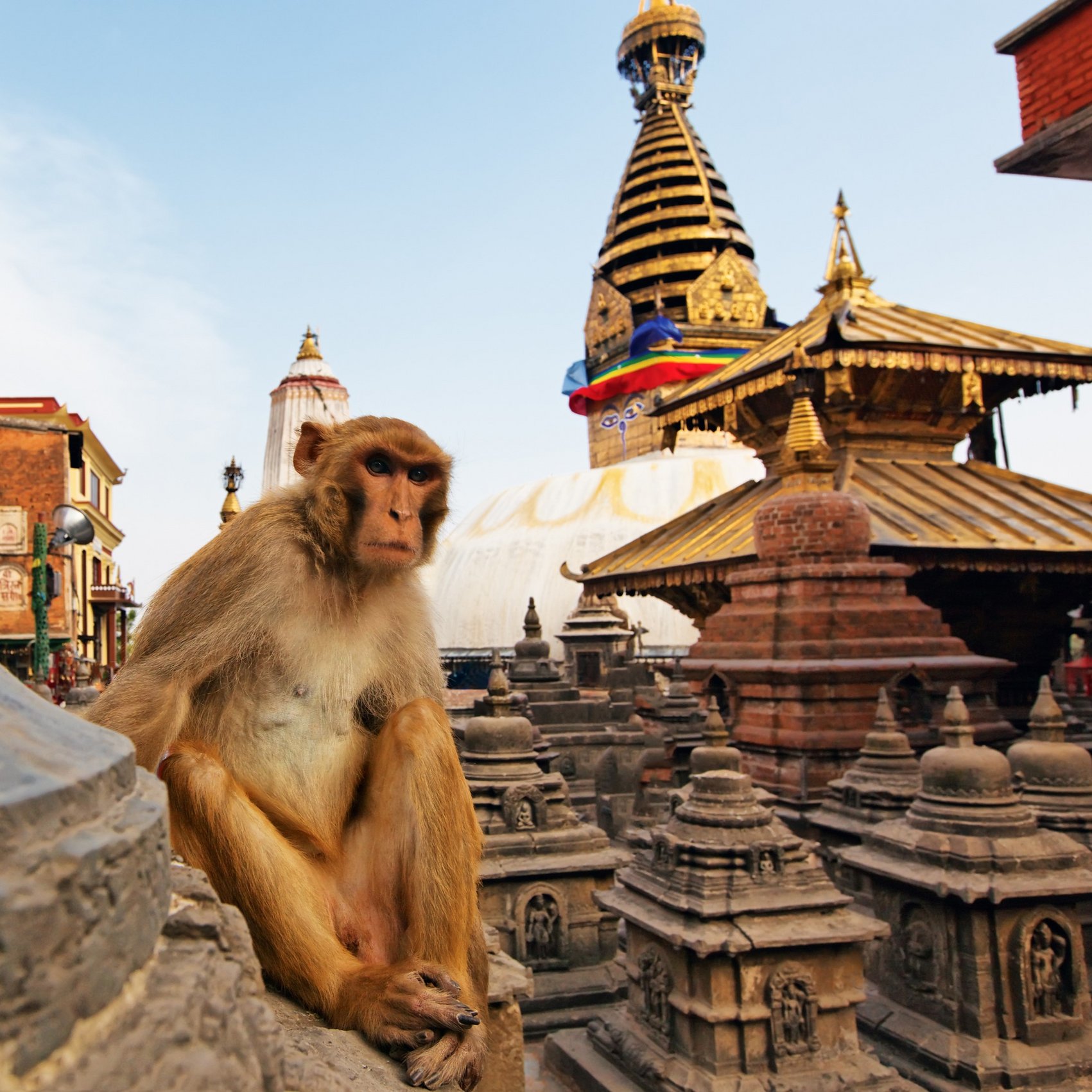 Affe im Swayambhunath-Tempel in Kathmandu, Nepal