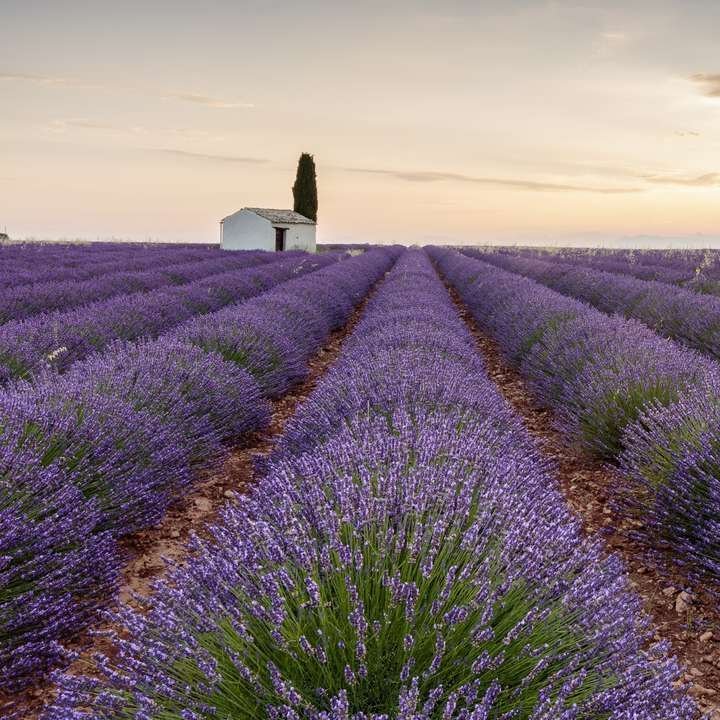 Lavendelfelder bei Sonnenuntergang in der Provence, Frankreich, mit sanften Farben und einer ruhigen Atmosphäre.