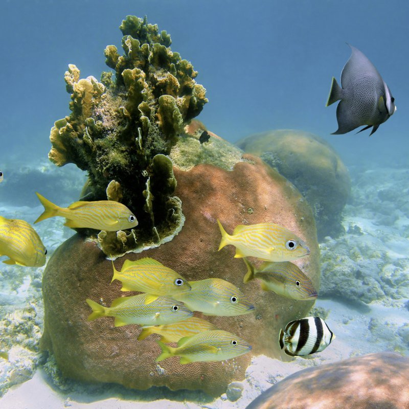 Unterwasserparadies auf den Bahamas.