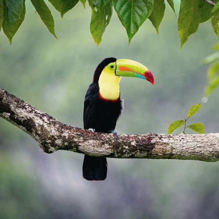 Ein Tukan sitzt auf einem Baumast im Dschungel von Belize, umgeben von üppigem Grün und tropischen Pflanzen.