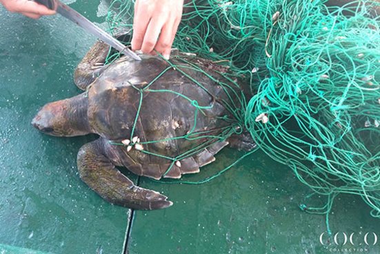 Eine kleine Wasserschildkröte ist gefangen in einem Fischernetz.  Meeresbiologen schneiden das Netz auf um die Schildkröte zu befreien. 