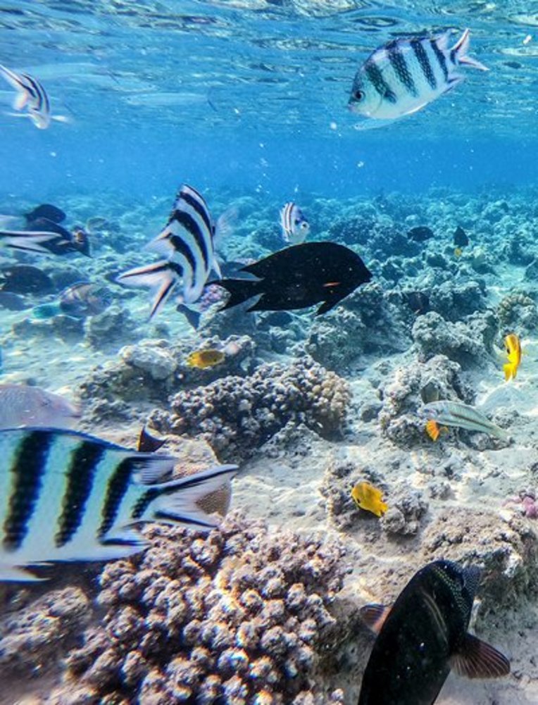Eine Gruppe von Fischen schwimmt im klaren Wasser des Ägyptischen Ozeans.