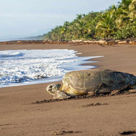 Une tortue de mer verte sur une plage près de l'océan à Tortuguero, Costa Rica.