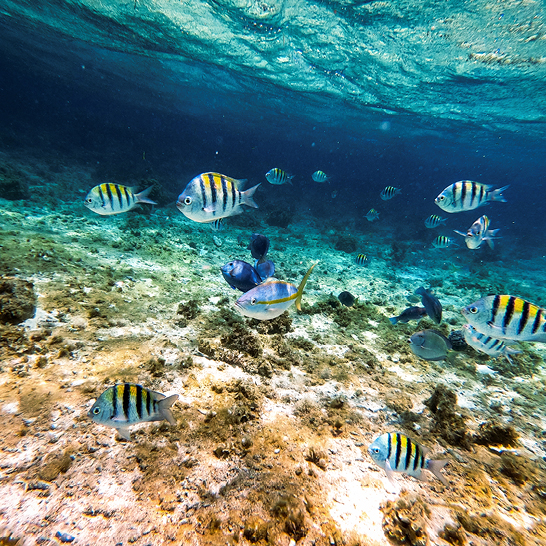 Eine Gruppe von Fischen schwimmt im klaren Wasser der Dominikanischen Republik.