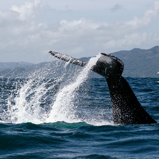 Ein Wal hebt seinen Schwanz aus dem Wasser in der Dominikanischen Republik, Samana.