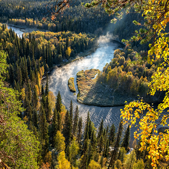 Ein Fluss fliesst durch einen Wald mit Bäumen in Oulanka.