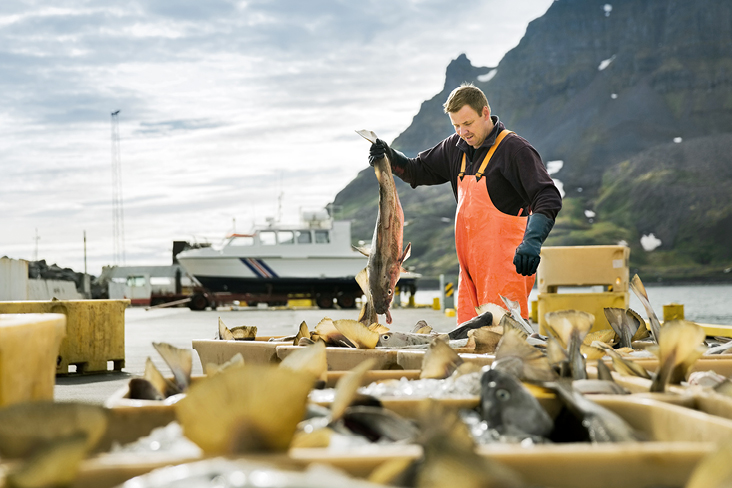 Ein Mann in einem orangefarbenen Schürze hält einen Fisch vor dem Hintergrund von Kultur Island.