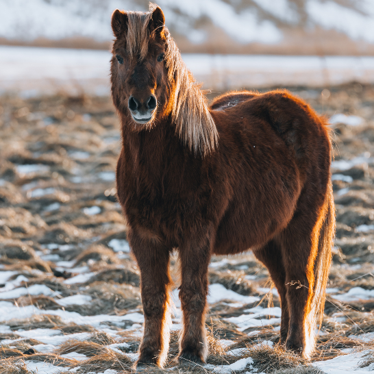 Ein Pferd steht im frischen Schnee, umgeben von einer winterlichen Landschaft.