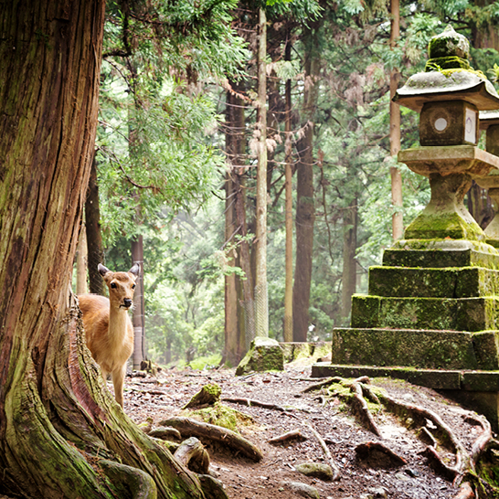  Ein Reh steht im Wald von Nara Park, Japan, umgeben von Bäumen und sanften Lichtstrahlen.
