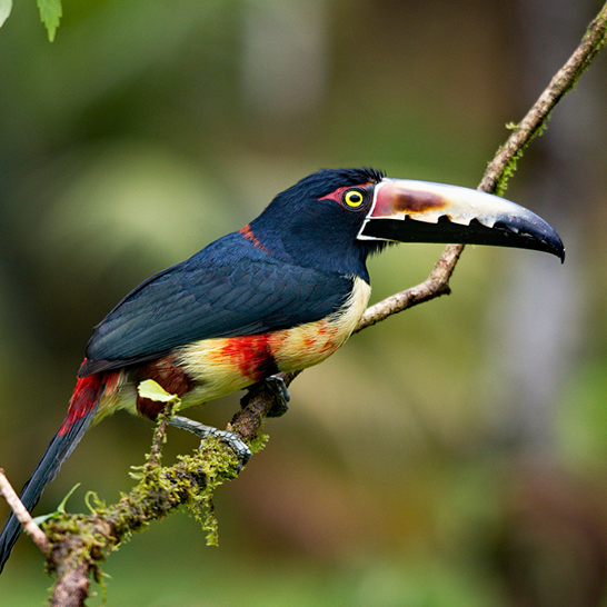 Ein bunter Vogel sitzt auf einem Ast in Costa Rica.