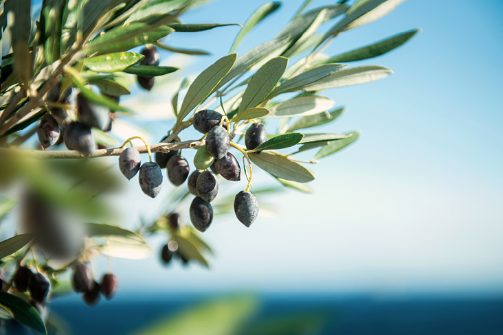Olivenbaum mit reifen Oliven, typisch für die Kultur auf Kreta.