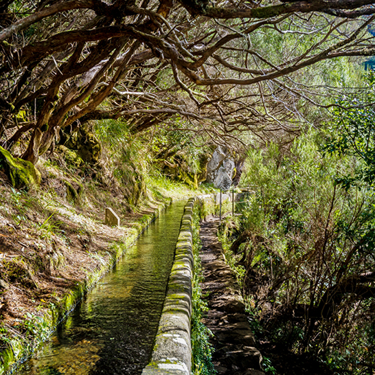 Ein schmaler Bach fließt durch einen dichten Wald, umgeben von hohen Bäumen und grünem Unterholz.