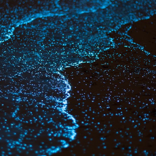 Leuchtend blaues Wasser der Malediven, übersät mit funkelnden Sternen, schafft eine magische nächtliche Atmosphäre.