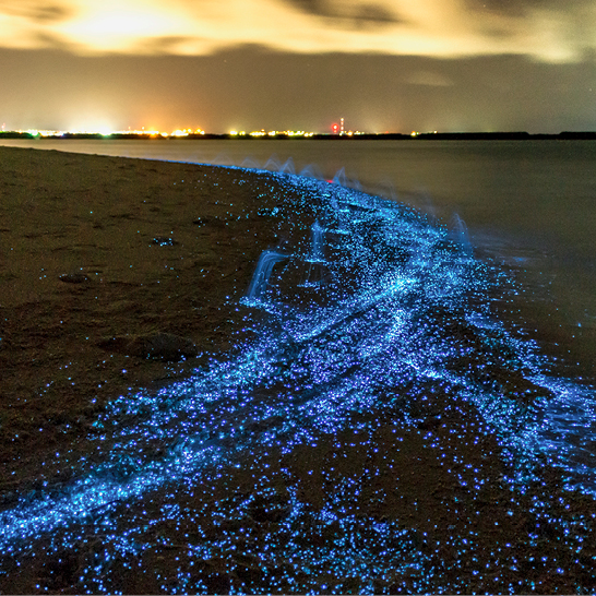 Leuchtend blaue Algen am Strand der Malediven bei Nacht, sanfte Wellen im Hintergrund.