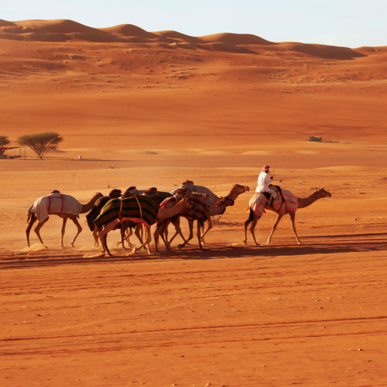 Ein Mann reitet auf einem Kamel durch die weite Wüste im Oman, umgeben von Sanddünen und klarem Himmel.