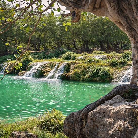 Ein grosser Baum mit einem dicken Ast, der über einen Fluss in Dhofar, Oman, hängt.