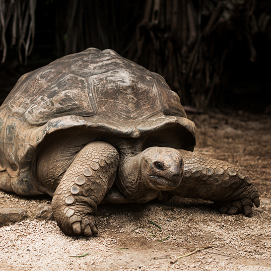 Eine grosse Schildkröte auf dem Boden der Seychellen, umgeben von grünem Gras und bunten Blumen.