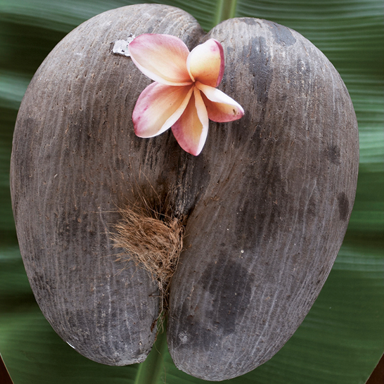 Eine Kokosnuss mit einer Blume darauf, vor dem Hintergrund der Seychellen.