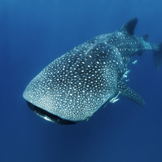 Ein Walhai schwimmt majestätisch im klaren Wasser vor Mafia Island, Tansania.