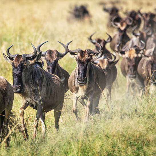 Eine Herde von Gnus rennt durch ein Feld in Tansania, ein faszinierendes Schauspiel der Tierwelt.