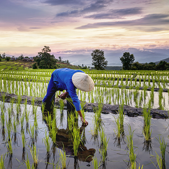 Ein Mann steht in einem Feld im Norden Thailands, umgeben von grüner Landschaft und blauen Himmel.