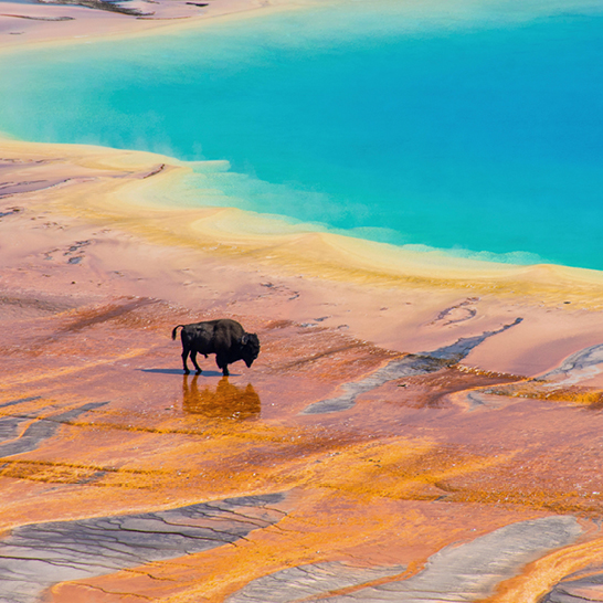 Ein Bison steht in einem flachen See mit blauem Wasser, umgeben von spektakulärer Natur in den USA.