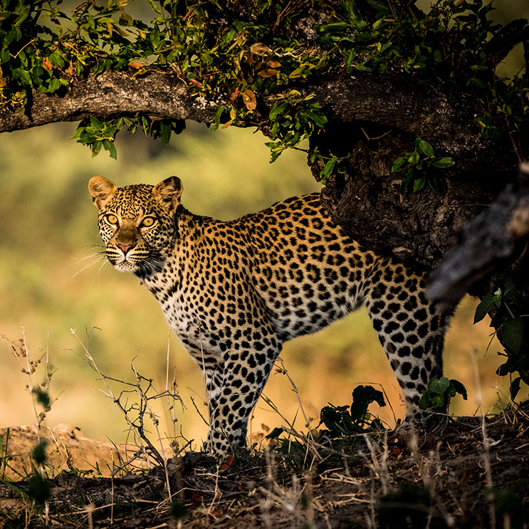 Leopard in der freien Natur, der sich lautlos durch die Savanne schleicht, mit einem scharfen Blick und majestätischer Anmut.