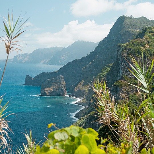 Grüne Vegetation Madeira