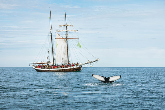 Weit aussen im Meer befindet sich ein Segelboot mit Touristen auf einer Walsafari. Aus dem Meer schaut nur noch die Schwanzflosse des Wales.